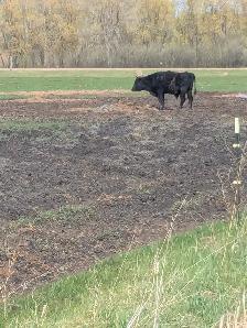 Wagyu x Holstien - Photo 3