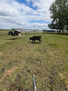 Wagyu x Holstien - Photo 4