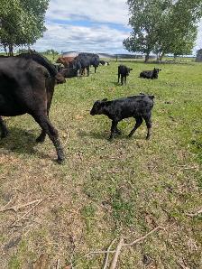 Wagyu x Holstien - Photo 5