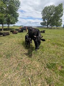 Wagyu x Holstien - Photo 6