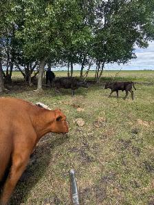 Wagyu x Holstien - Photo 7
