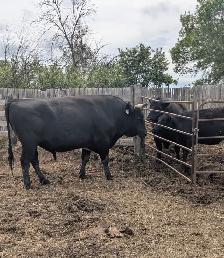 Wagyu x Holstien - Photo 8