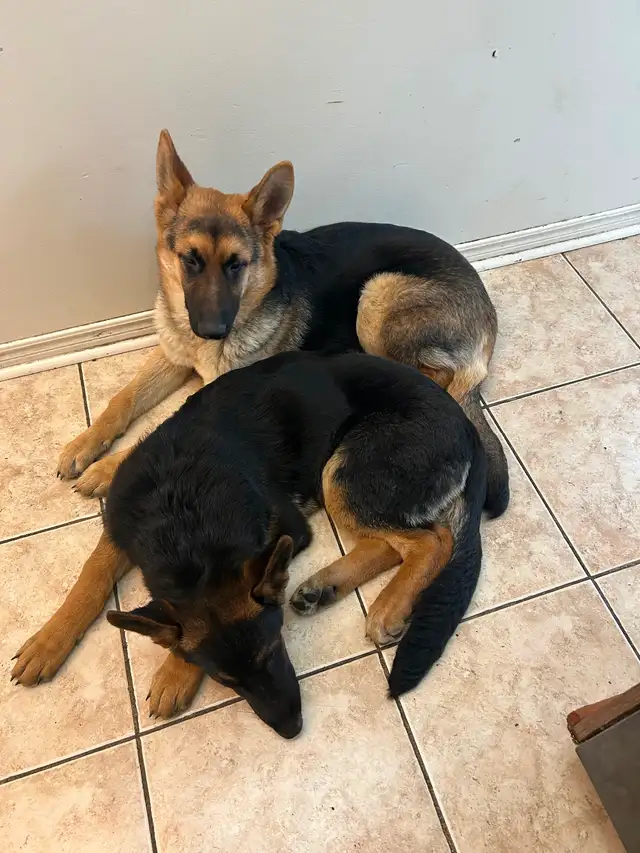 5months German Shepherd $500 available asap Trinity common area