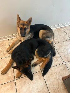 5months German Shepherd $500 available asap Trinity common area