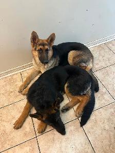 5months German Shepherd $500 available asap Trinity common area - Photo 2