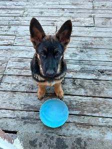 5months German Shepherd $500 available asap Trinity common area - Photo 3