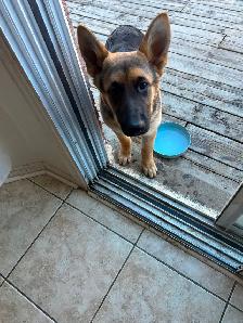 5months German Shepherd $500 available asap Trinity common area - Photo 4