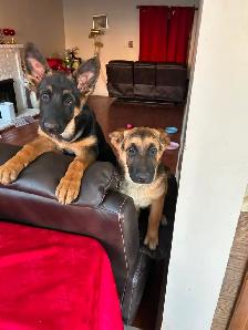 5months German Shepherd $500 available asap Trinity common area - Photo 5
