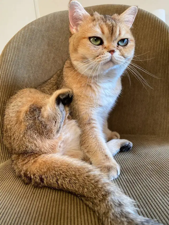 LOST CAT