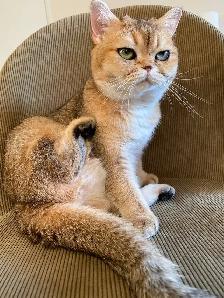 LOST CAT