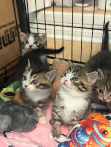 Adorable Persian mix kittens looking for their forever homes