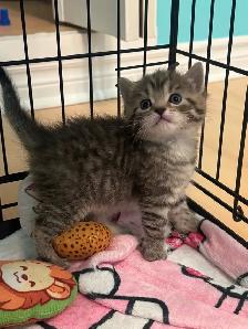 Adorable Persian mix kittens looking for their forever homes - Photo 2