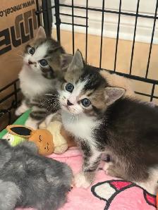 Adorable Persian mix kittens looking for their forever homes - Photo 3