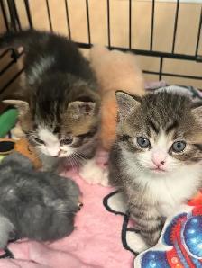 Adorable Persian mix kittens looking for their forever homes - Photo 4