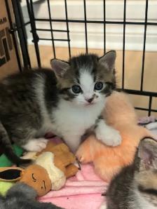 Adorable Persian mix kittens looking for their forever homes - Photo 5