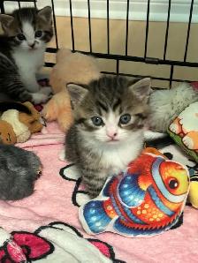 Adorable Persian mix kittens looking for their forever homes - Photo 6