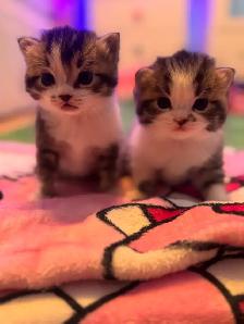 Adorable Persian mix kittens looking for their forever homes - Photo 7