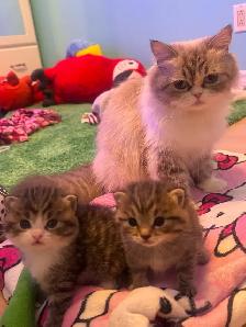 Adorable Persian mix kittens looking for their forever homes - Photo 8