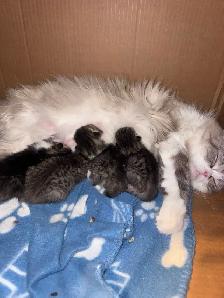 Adorable Persian mix kittens looking for their forever homes - Photo 9