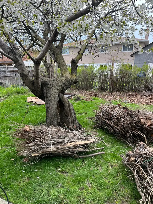 backyard cleanup