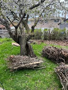 backyard cleanup