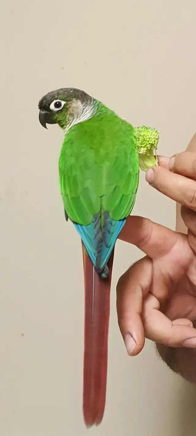 $300 Reward lost bird Richmond Hill