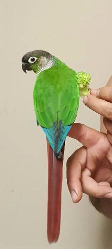 $300 Reward lost bird Richmond Hill