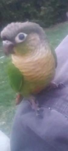 $300 Reward lost bird Richmond Hill - Photo 2