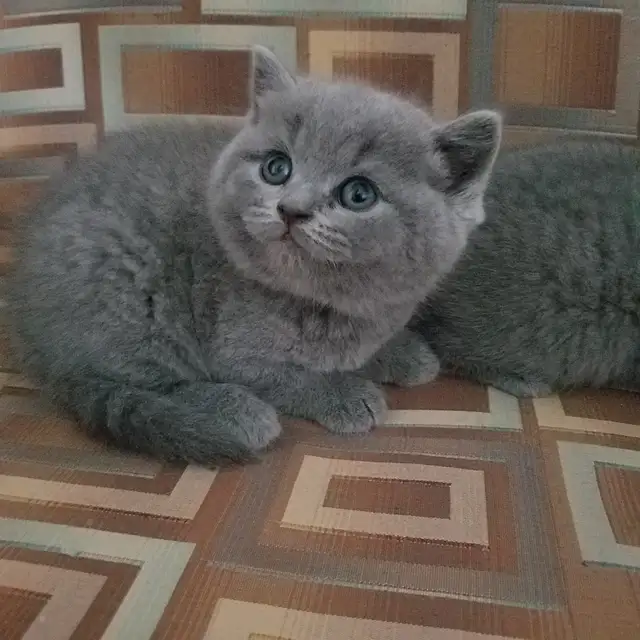 Scottish straight and Scottish Fold kittens CCA/AFC registered