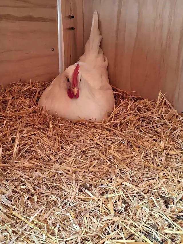 poule pondeuse