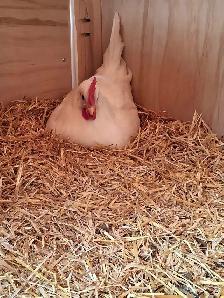poule pondeuse