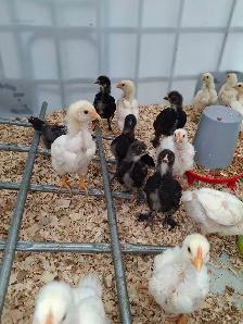 poule pondeuse - Photo 2