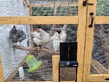 poule pondeuse - Photo 3