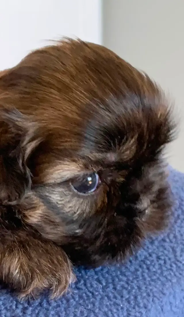 Shihtzu Puppy For Sale