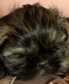 Shihtzu Puppy For Sale - Photo 2