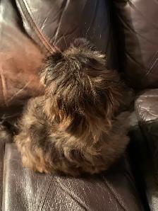 Shihtzu Puppy For Sale - Photo 3