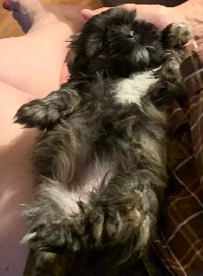 Shihtzu Puppy For Sale - Photo 4