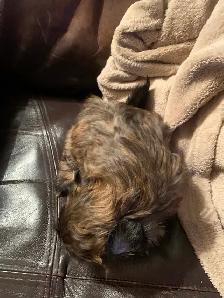Shihtzu Puppy For Sale - Photo 5