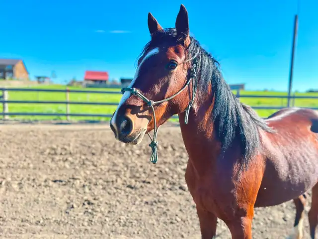 Project Horse - Pony Mare - Video!