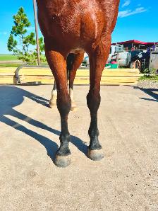 Project Horse - Pony Mare - Video! - Photo 7