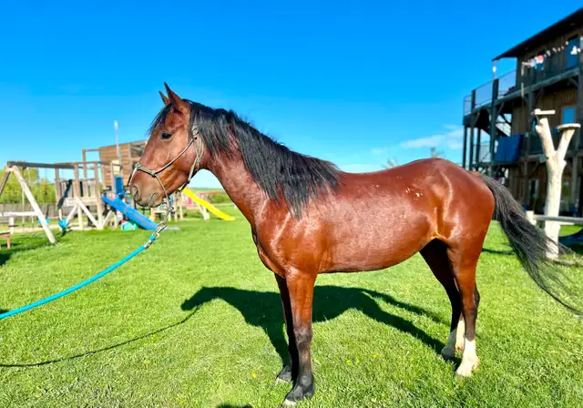 Pony Mare - Project Horse - Video!
