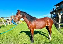 Pony Mare - Project Horse - Video!