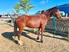Pony Mare - Project Horse - Video! - Photo 6