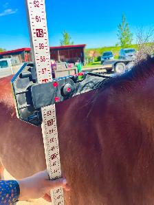Pony Mare - Project Horse - Video! - Photo 7