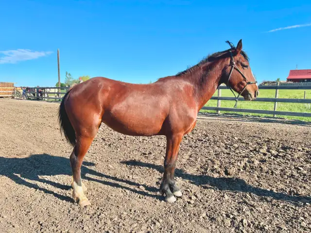 Project Pony Mare - Video!