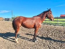Project Pony Mare - Video!
