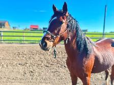 Project Pony Mare - Video! - Photo 2