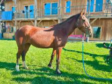 Project Pony Mare - Video! - Photo 3