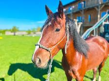 Project Pony Mare - Video! - Photo 5