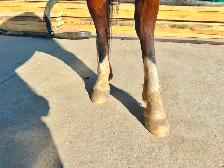 Project Pony Mare - Video! - Photo 9